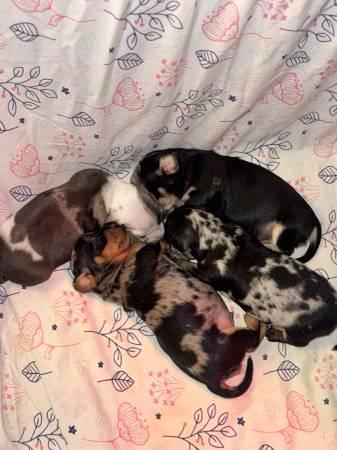 Dachshund puppies
