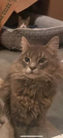 HELP US BRING BEANS HOME💔‼️ (Paige)