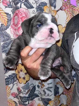 AKC English Bulldog pups
