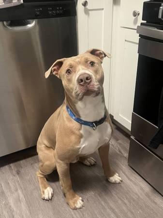 10 month old American bully (Austin)