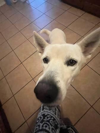 4 year old White Husky/Shepherd mix (Austin)