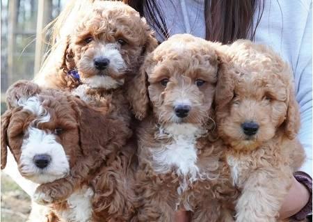 loving 8-week-old Goldendoodle