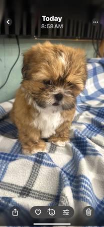 Shihtzu Puppies (Kyle)