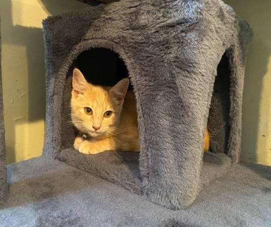 Male kitten (Fawn color) (Princeton)