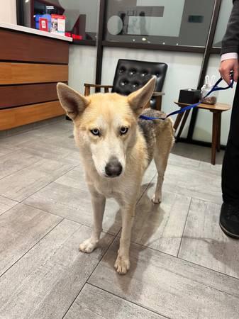 Found Dog - Husky mix (Houston Heights)