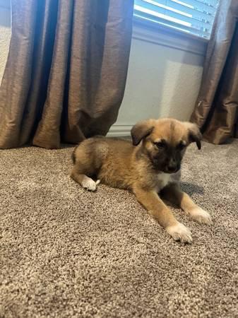 German shepherd Pyrenees puppy (Dallas)