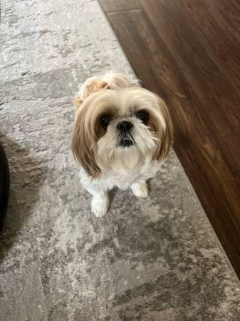9 year old shih tzu (Fort Worth) ‹image 1 of 2›