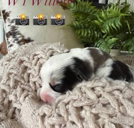 corgi pups (Hutto)
