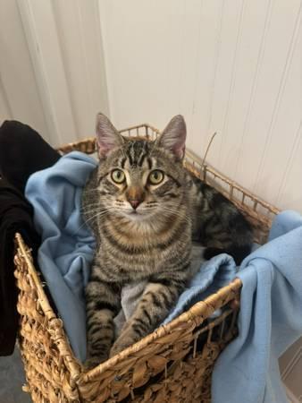 MISSING CAT (Austin)