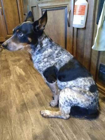 Australian Cowdog (Cedar Creek)