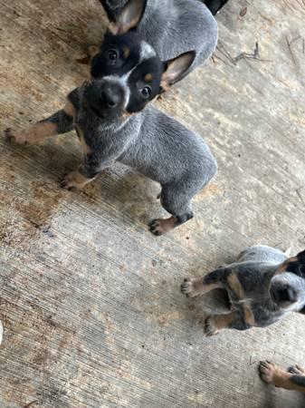 Blue Heeler Puppies (Klein)