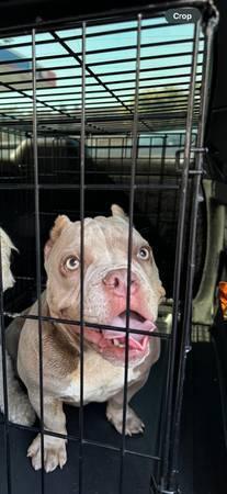 Rehoming 1yr old bully (sunnyvale)