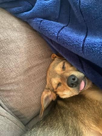 Copper Needs A New Home (Tomball)