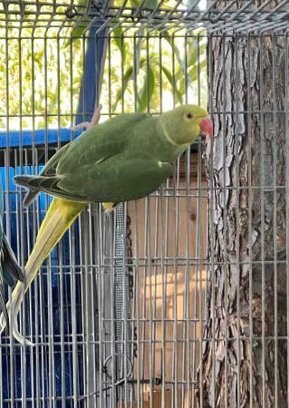 CLEARTAIL RINGNECK (san jose east)