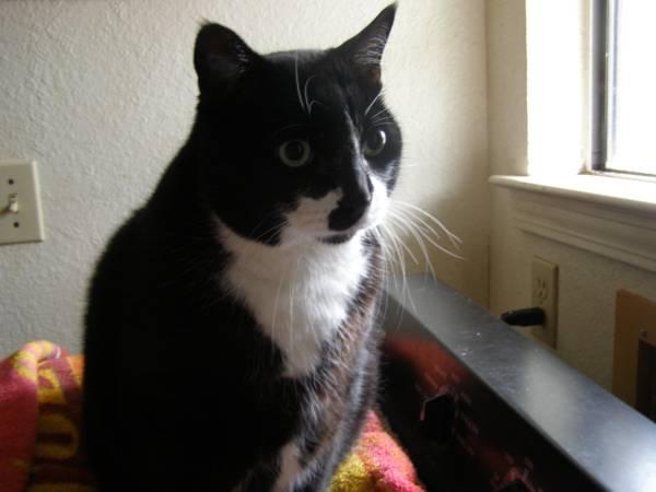 Rehoming our neutered Tuxedo male house cat . (West of Georgetown)