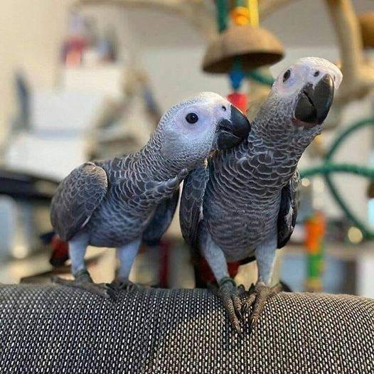 Stunning African Grey Parrot – Intelligent, Affectionate, and Talkative