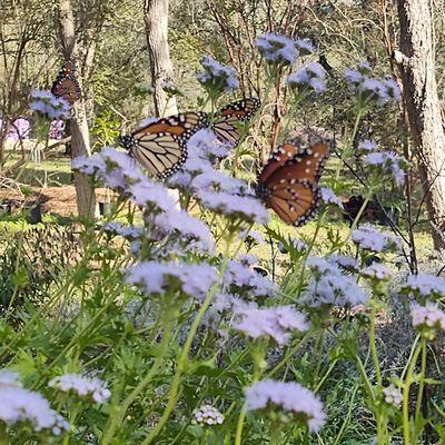Discover the Tranquility of Bastrop Botanical Gardens in Cedar Creek, Texas