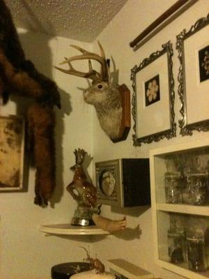 Discover the Intriguing Museum of Natural and Artificial Ephemerata in Austin, TX