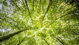 Foresty@