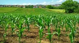 The Farming Revolution