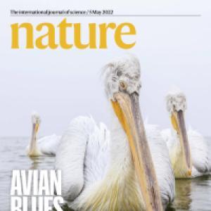 Avian blues