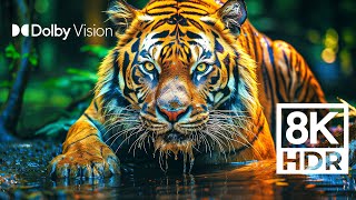 WILD WORLD DOLBY VISION™  EXTREME COLORS [8K HDR]