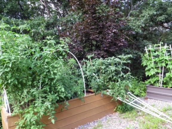 Eileen East's tomato bin in the garden of her Jim Thorpe home. CONTRIBUTED PHOTO