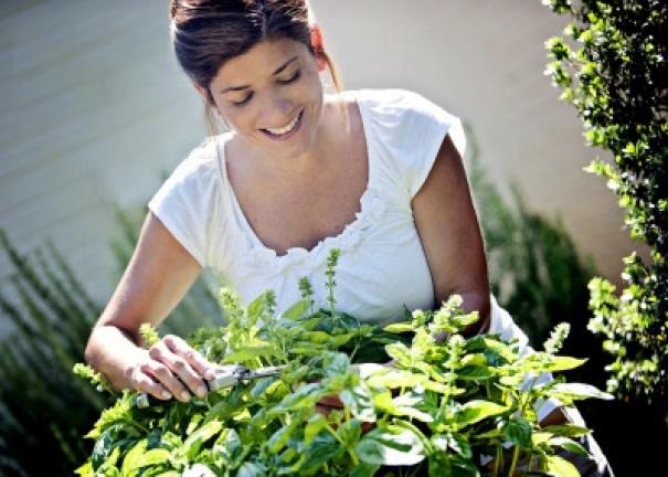 Harvesting and preserving herbs allows you to enjoy fresh-from-the-garden flavor all year long. PHOTO COURTESY BONNIE PLANTS Copyright - Bonnie Plants, all rights reserved