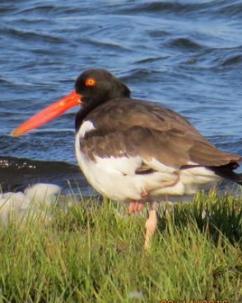 American oystercatcher