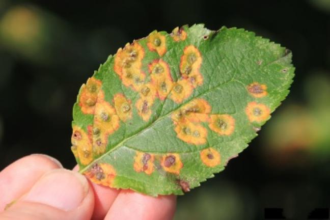 Cedar-apple rust spots on an apple tree leaf. PHOTO COURTESY JAMES CHATFIELD, OHIO STATE UNIVERSITY