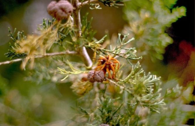 Juniper with rust galls. PHOTO COURTESY HOWARD F. SCHWARTZ, COLORADO STATE UNIVERSITY