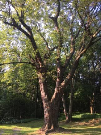 09 news OneTree4.jpg