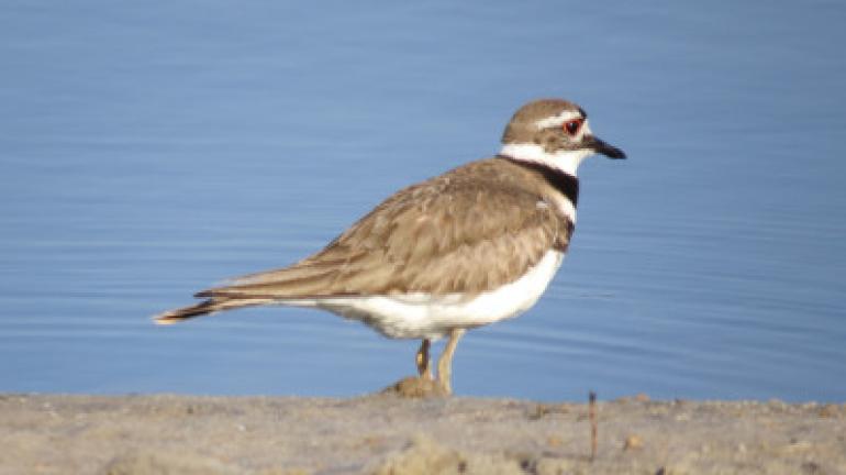 The killdeer is a plover that makes its nest in flat field areas. BARRY REED/SPECIAL TO THE TIMES NEWS