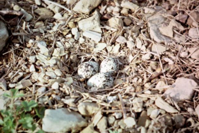 Killdeer lay their eggs directly on the gravel after the male scrapes out a number of options for his "choosy" mate.