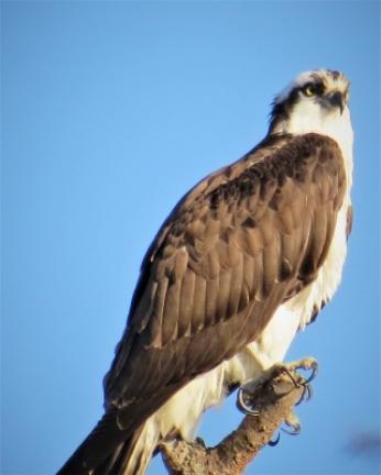 This osprey is perched along Lizard Creek scanning for fish to "fuel up" for its migration farther north.
