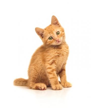 Red Cross First aid course online for pets