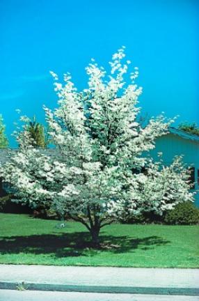 White flowering dogwood. PHOTO COURTESY ARBOR DAY FOUNDATION
