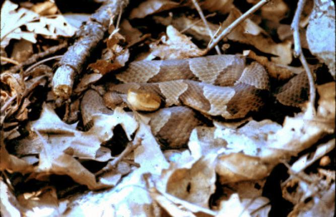 Copperhead snake