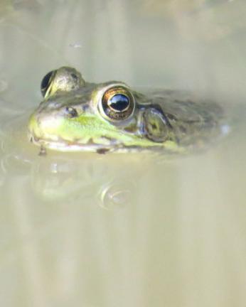 A bullfrog uses its raised eyes and nostrils to its advantage. BARRY REED/SPECIAL TO THE TIMES NEWS