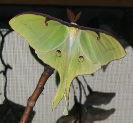 An adult Luna moth. JEANNIE CARL/SPECIAL TO THE TIMES NEWS