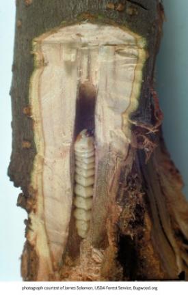 Roundheaded apple tree borer. CONTRIBUTED PHOTO