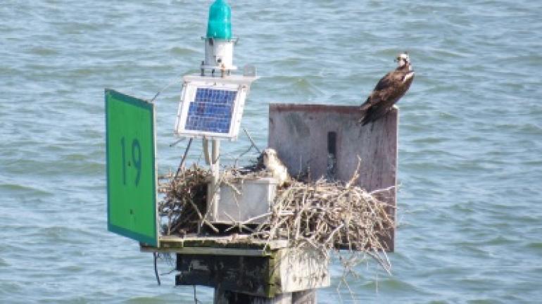 An osprey pair nest on a channel marker near Assateague Island. BARRY REED/SPECIAL TO THE TIMES NEWS