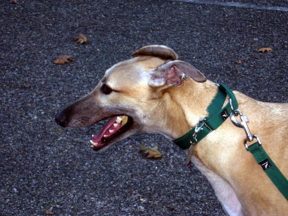 STACEY SOLT/TIMES NEWS Greyhounds are one of the oldest breeds the dogs featured in Ancient Egyptian drawings appear similar to greyhounds.