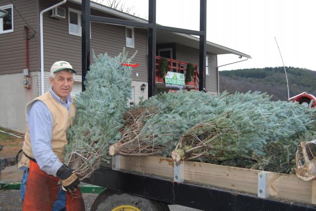 Ron Gower/TIMES NEWS Drew Yenser of Yenser's Tree Farm in Mahoning Township loads trees being donated from the Trees for Troops program onto a trailer. Trees for Troops weekend kicks off with a ceremony at 11 a.m. Friday at Yenser's Tree Farm in…