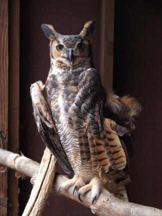AL ZAGOFSKY/SPECIAL TO THE TIMES NEWS A male Great Horned Owl on a perch at the Carbon County Environmental Education Center. The Center keeps only injured animals that can't be returned to the wild. Because of their injuries and confinement, these…