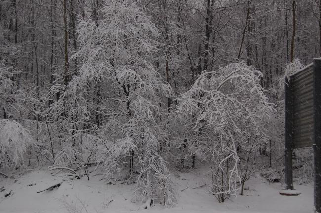 CHRIS PARKER/TIMES NEWS Tuesday's surprise spring snowfall coats trees along Route 309 north of Hometown.