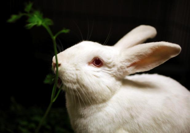 FILE- This July 26, 2010 file photo shows a rescued rabbit as it feeds at The Bunny Bunch, a rabbit shelter in Montclair, Calif. There's more to the Chinese Zodiac than a quick hippety hop into 2011 for people born in the Year of the Rabbit. (AP…