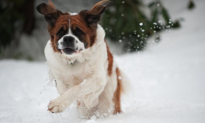 BOB MILLER/TIMES NEWS Bailey, a 7-year-old Saint Bernard, may have a lot of fun playing in the snow, but he, along with all animals need to have the proper care and shelter to survive in frigid temperatures. Be sure to take the necessary precautions…