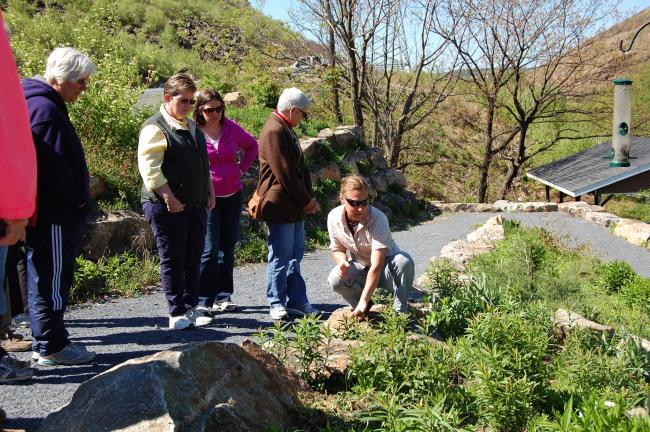 ELSA KERSCHNER/TIMES NEWS Liz Stauffer points to a flower in the native plant gardens at Lehigh Gap Nature Center as she leads a tour.