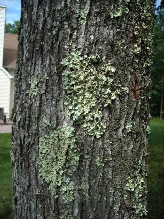 SPECIAL TO THE TIMES NEWS Lichens cover a tree in Master Gardener Julie V. Foley's back yard.
